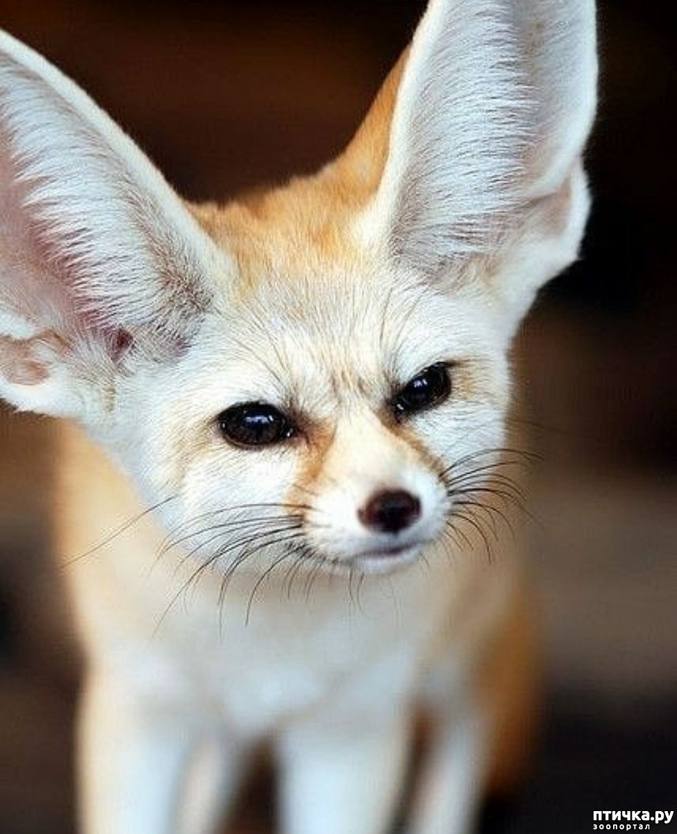 Песчаная лисица фенек