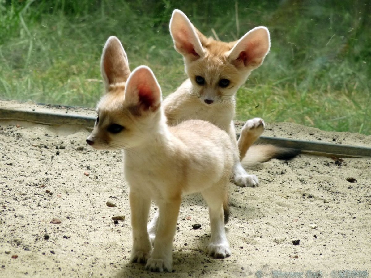 Чихуахуа Милли