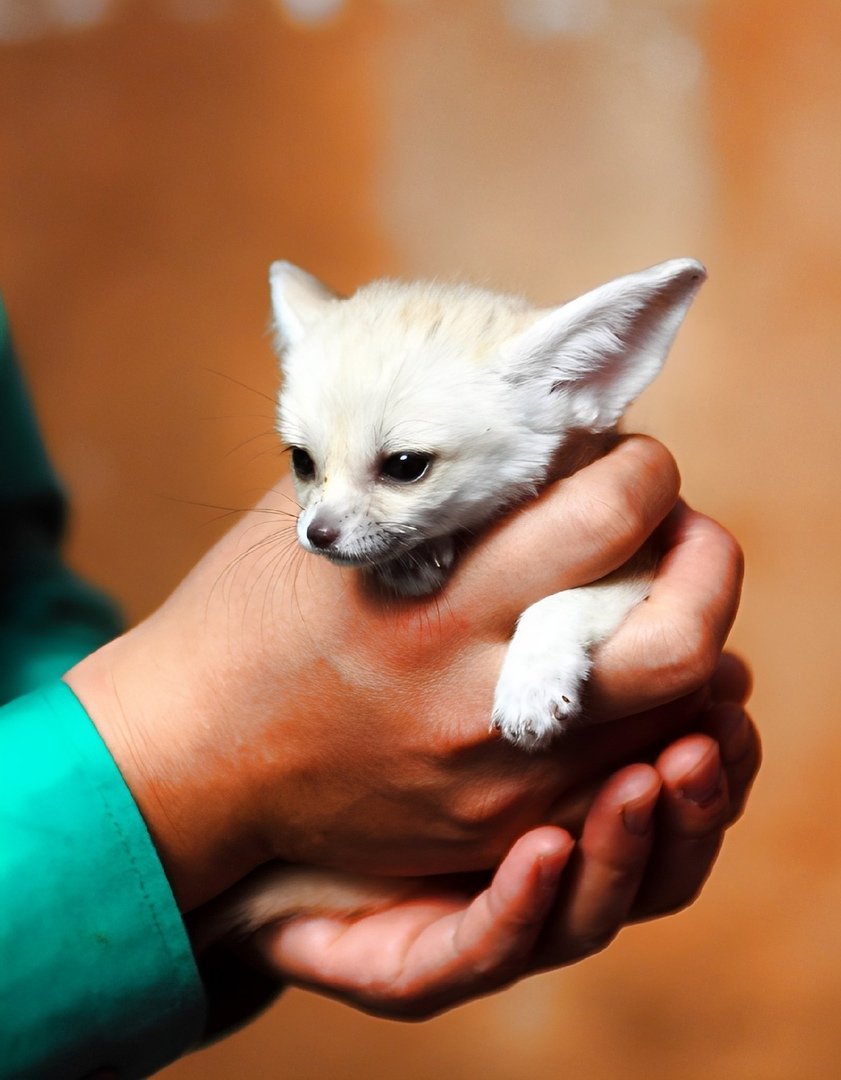 Алисия фенек