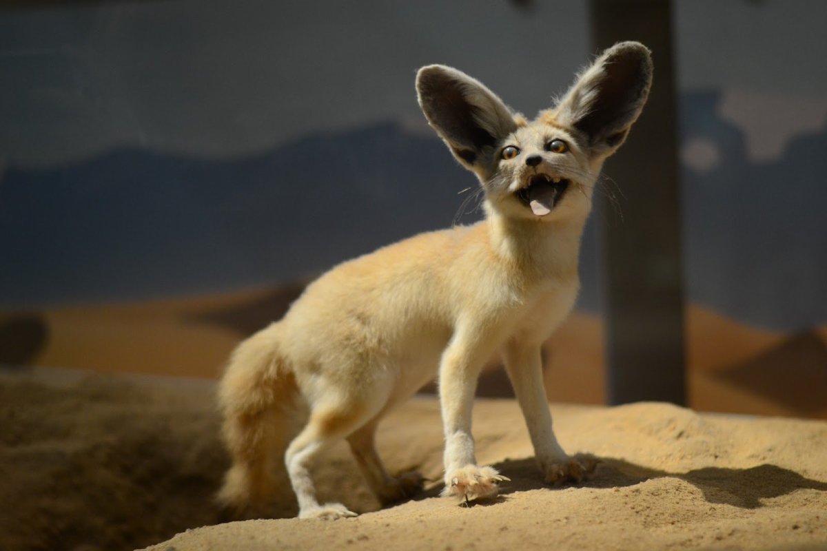 Финик собака