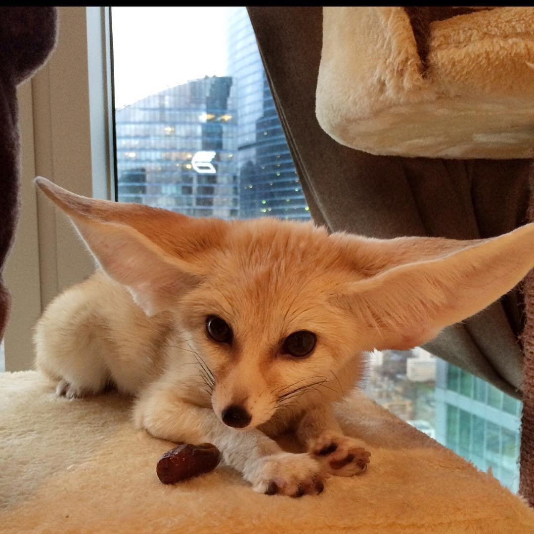 Милые животные Лисичка фенек