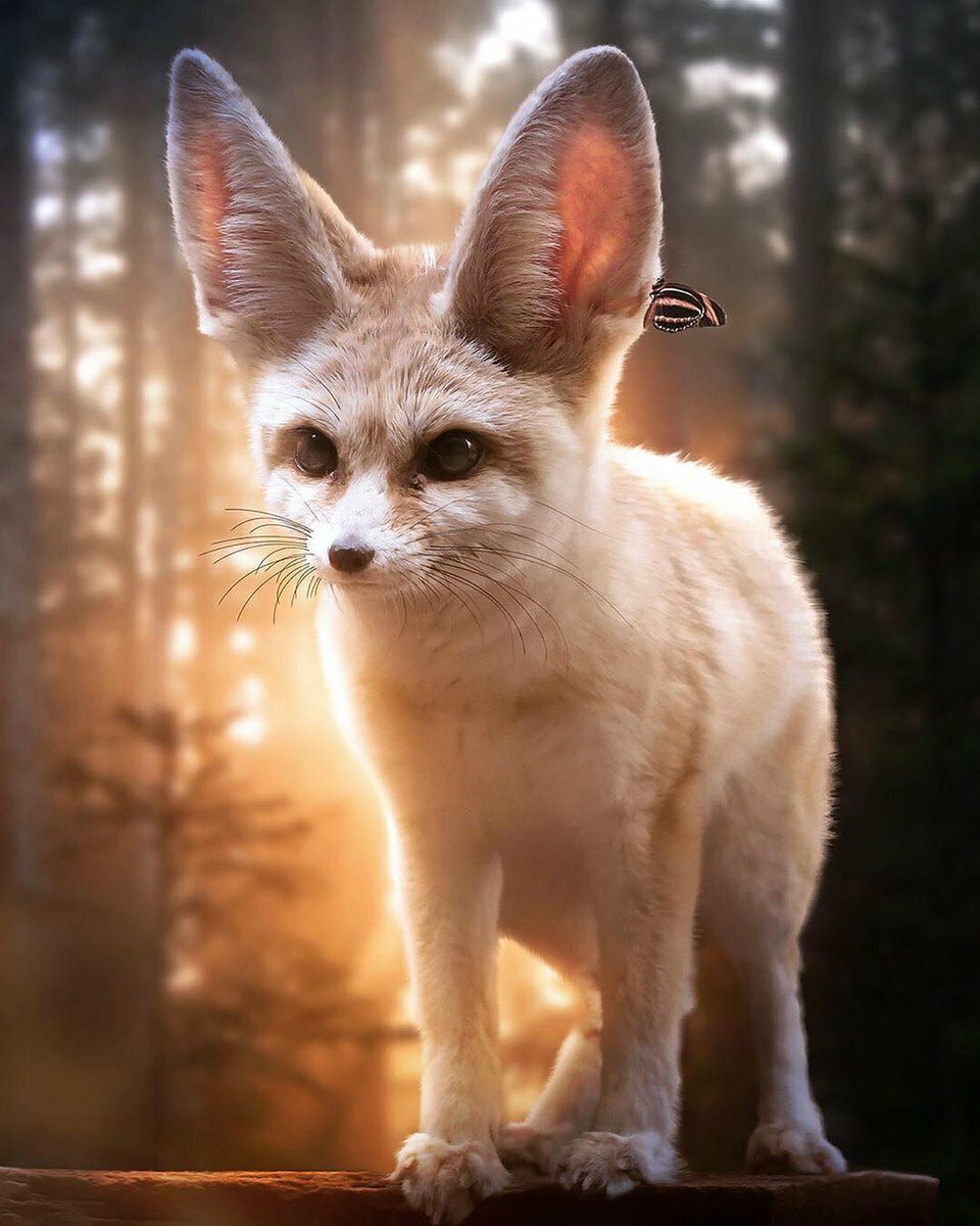 Песчаная лисица фенек