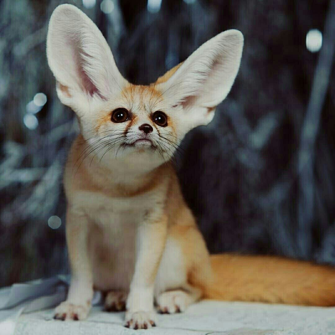 Лисица фенек питается