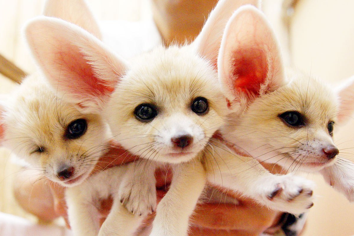 Пустынная лиса фенек