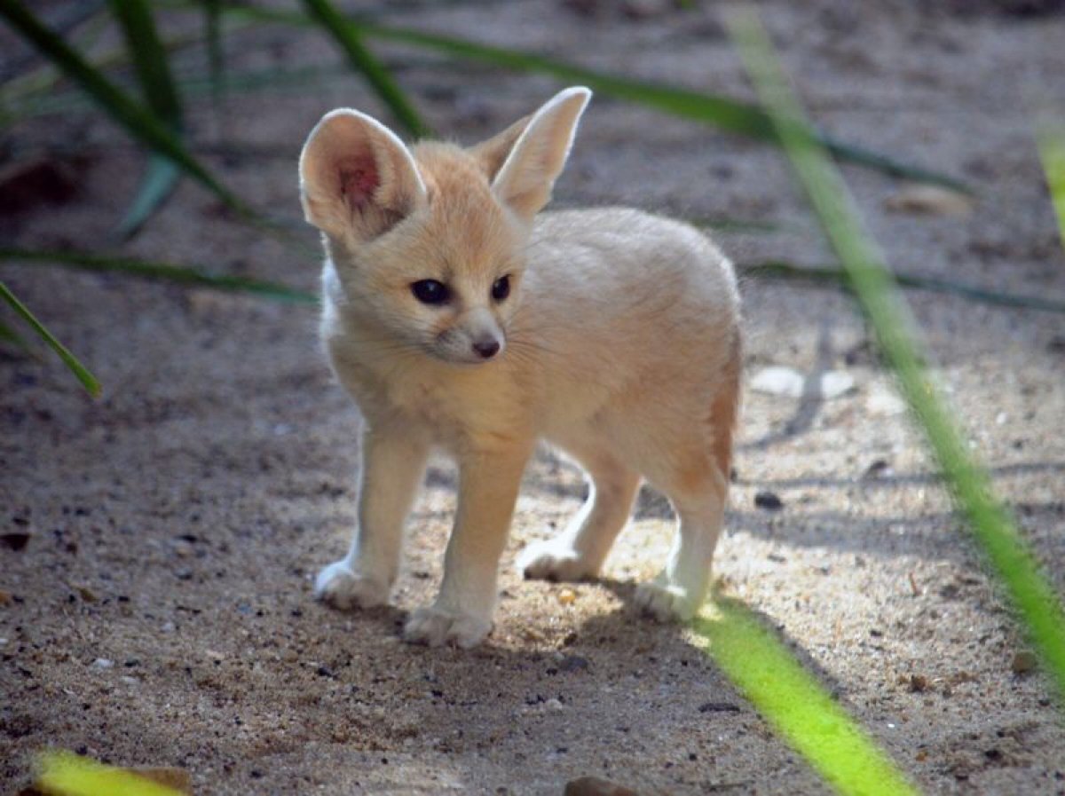 Песчаная лисица фенек