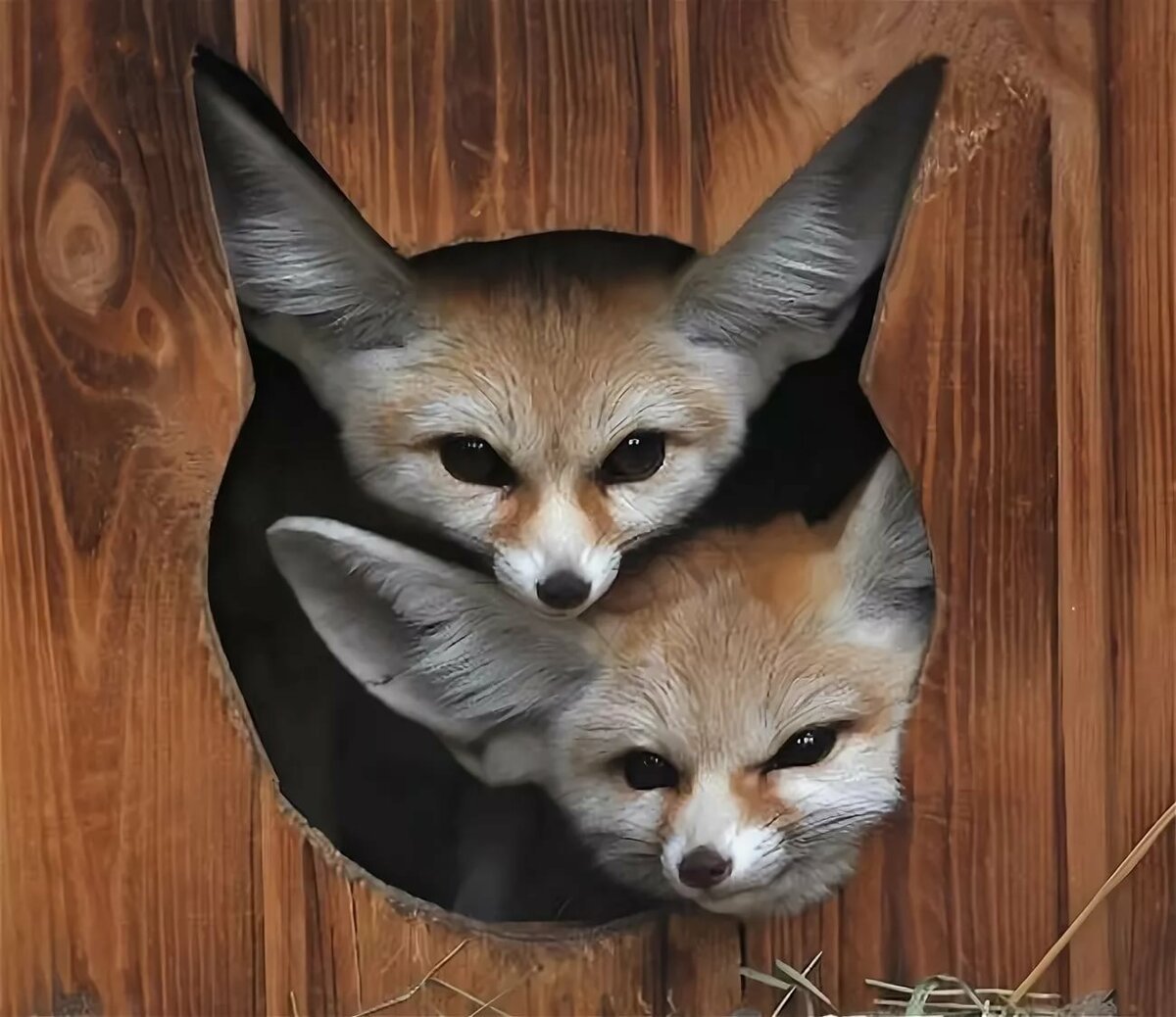 Фенек Эстетика