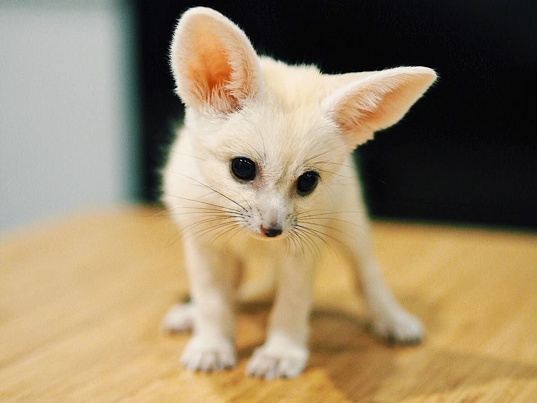 Смешные щенки