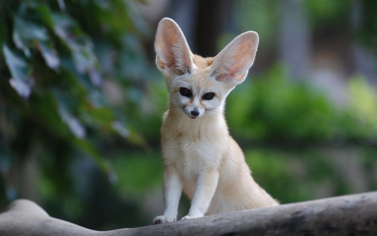 Фенек альбинос