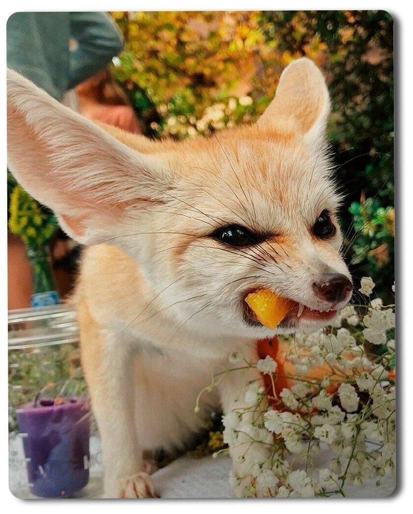 Ушастая лиса фенек