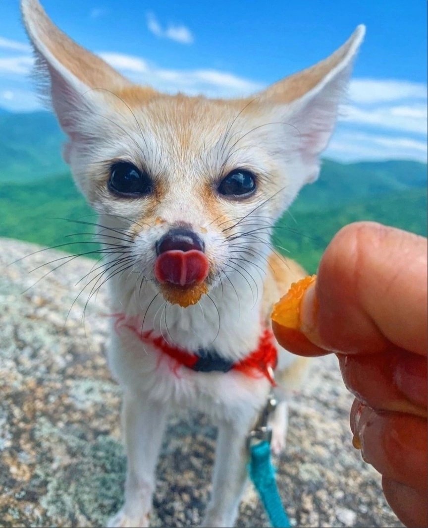 Лисички фенек