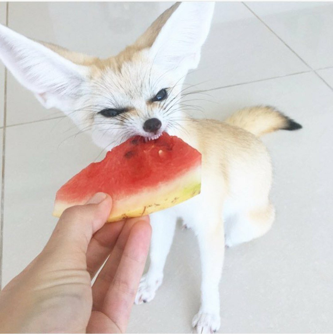 Степная лиса фенек