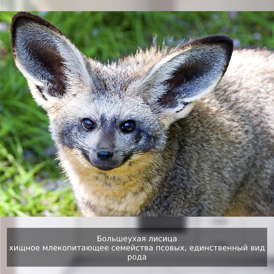 Таня Брант Сова и собака