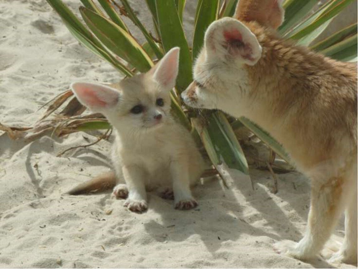 Фенек Папийон