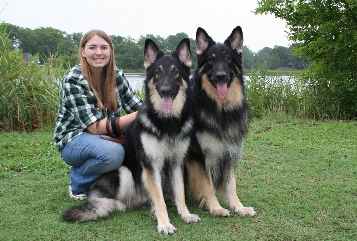 German Shepherd немецкая овчарка щенок