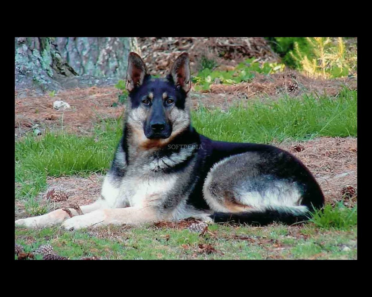 Старонемецкая овчарка длинношерстная