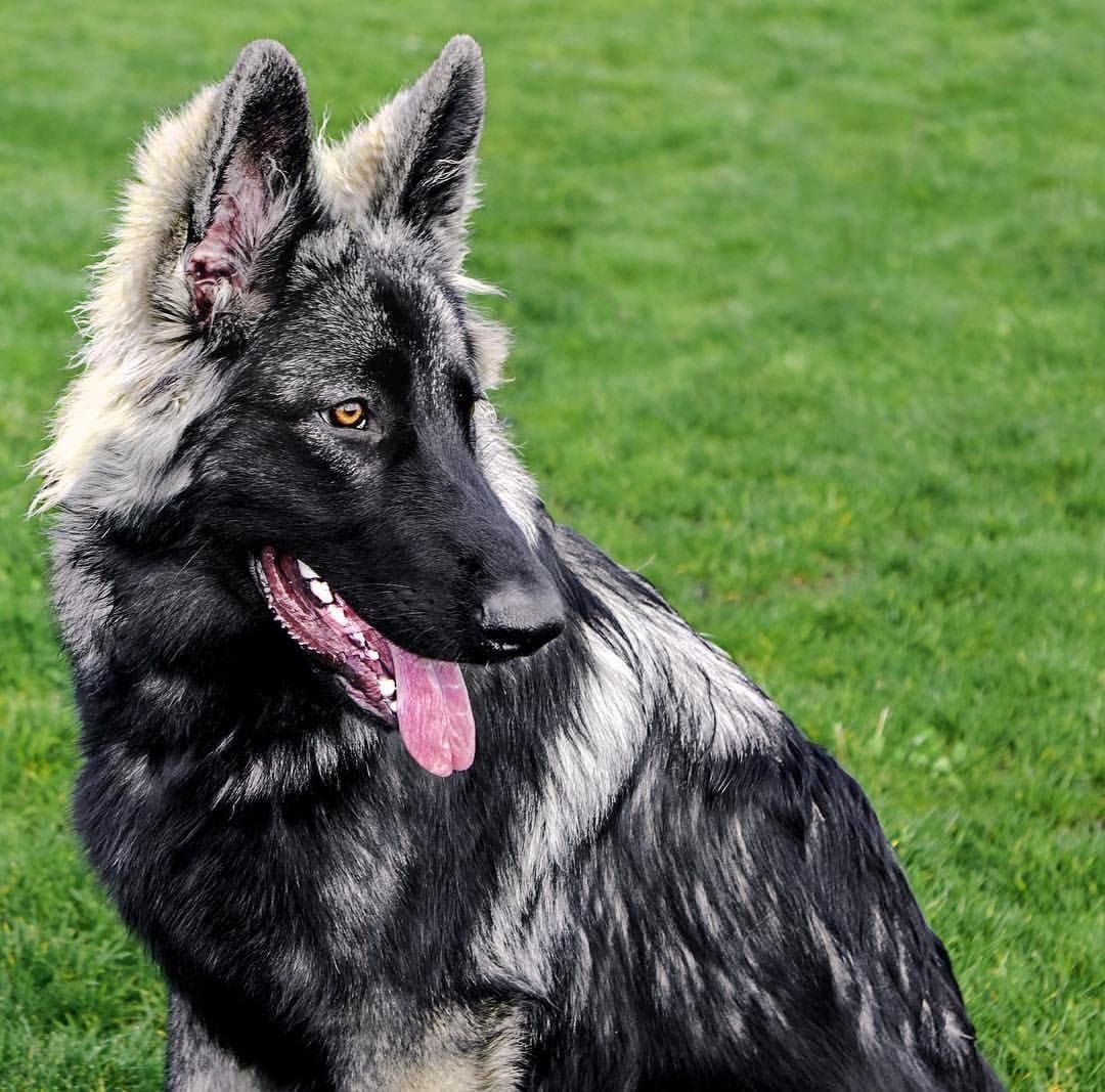 Шилонская овчарка