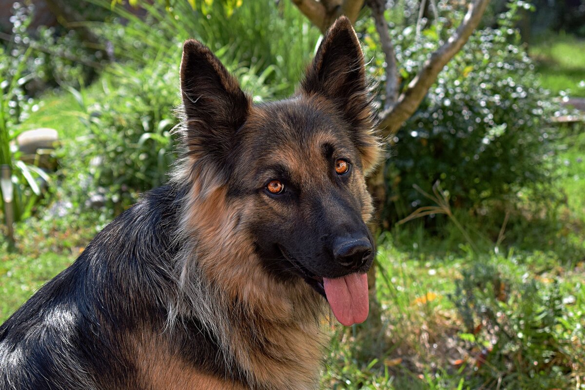 Австрийская овчарка