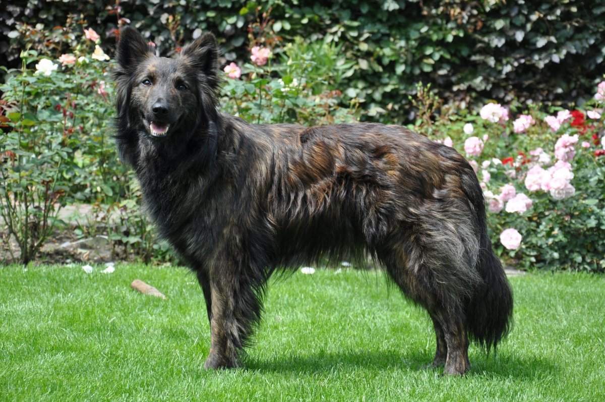 Алсатиан овчарка