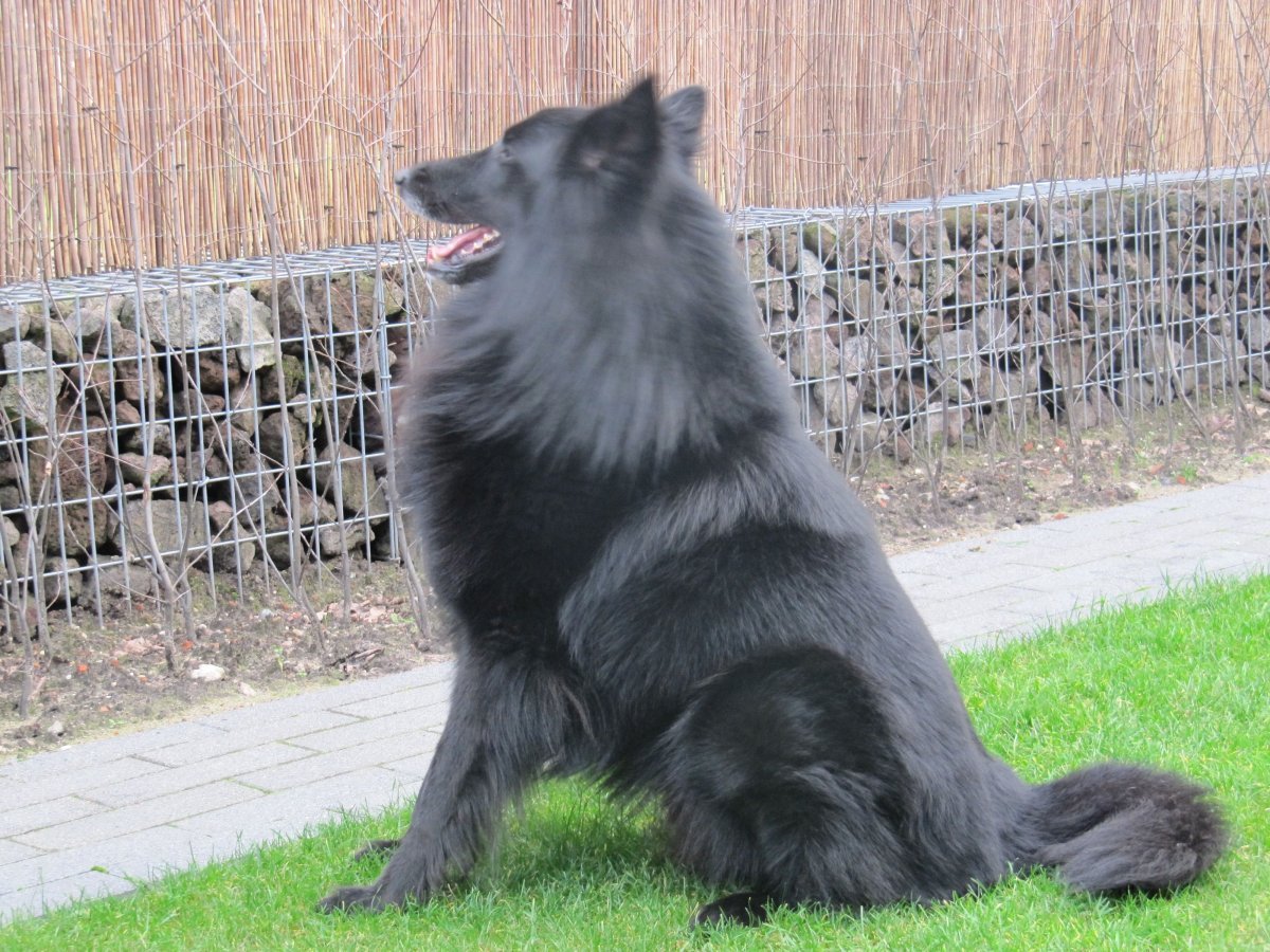 Американская Тундровая овчарка