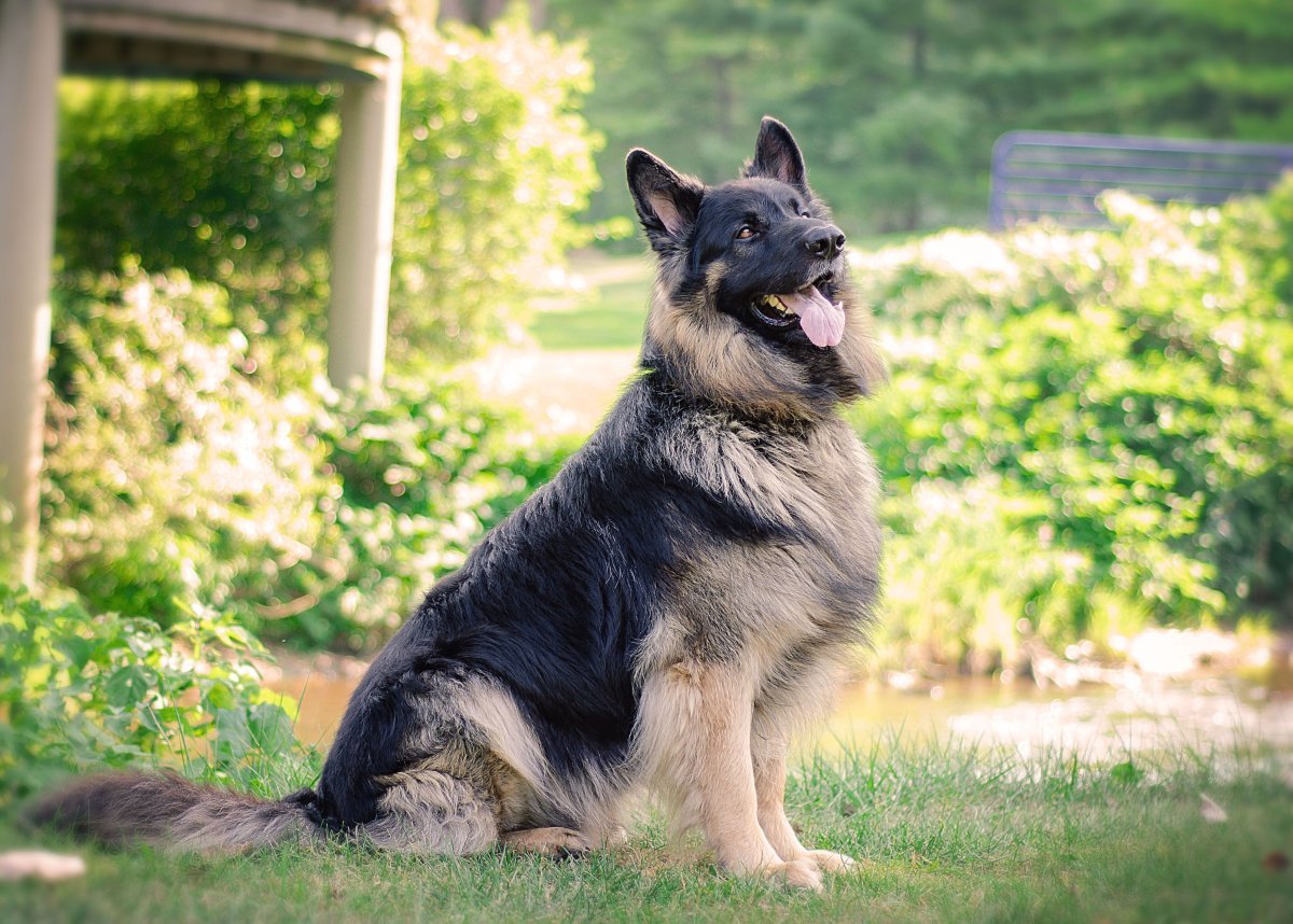 Немецкая овчарка Шеферд
