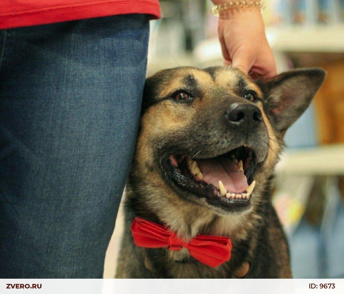 Хадсон и рекс 1 сезон