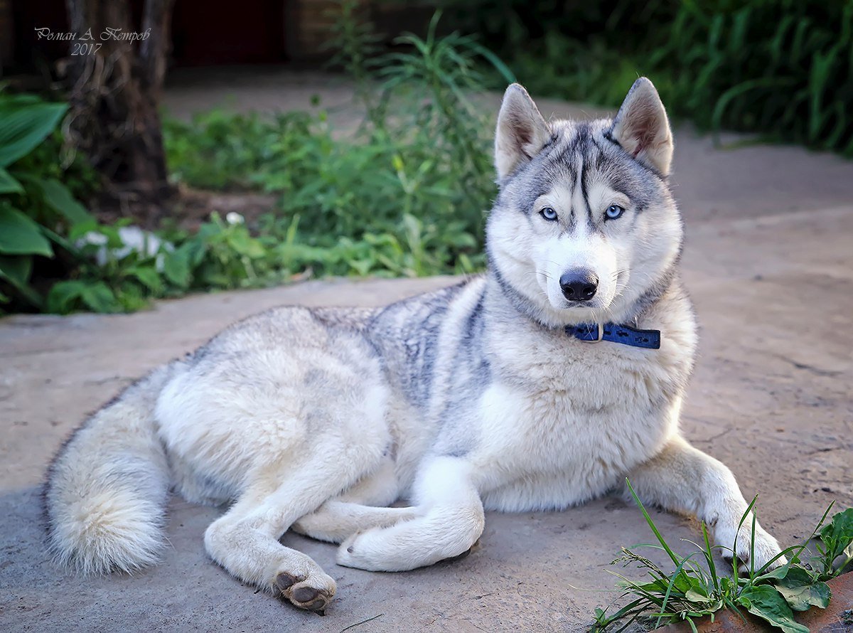 Пес рекс порода