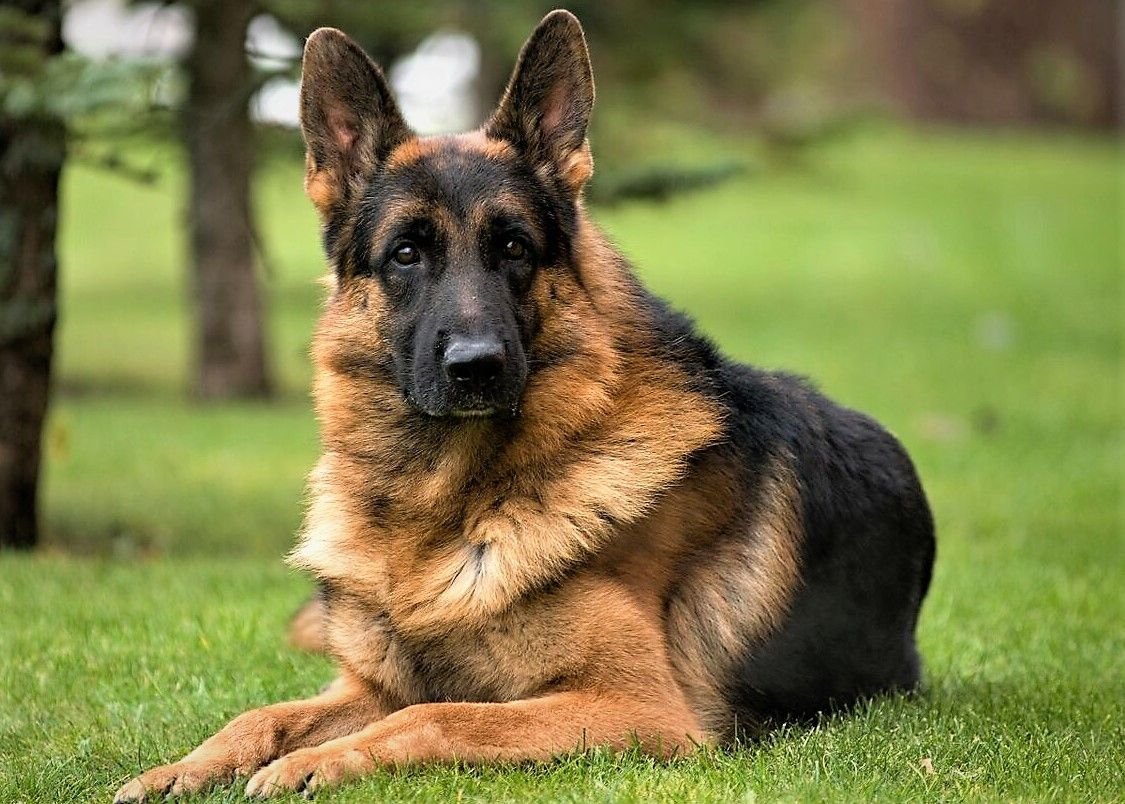 Породы собак немецкая овчарка