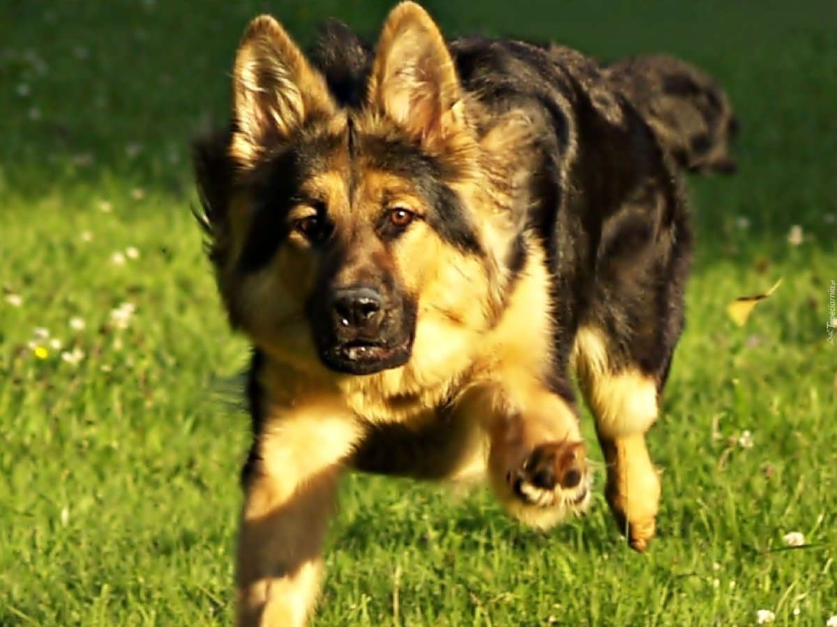Щенок овчарка рекс