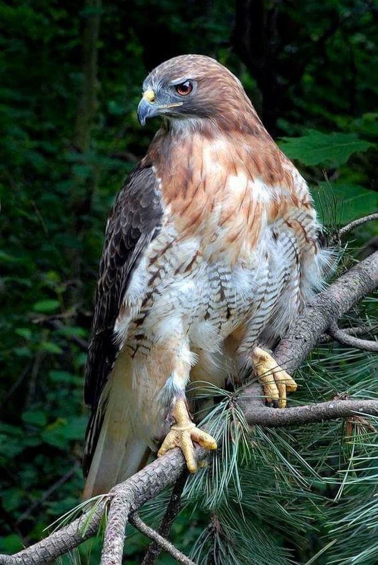 Краснохвостый Сарыч птица