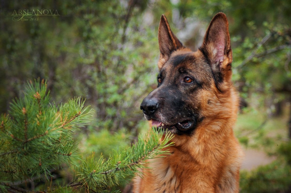 Мухтар Граф Шутц Хунд