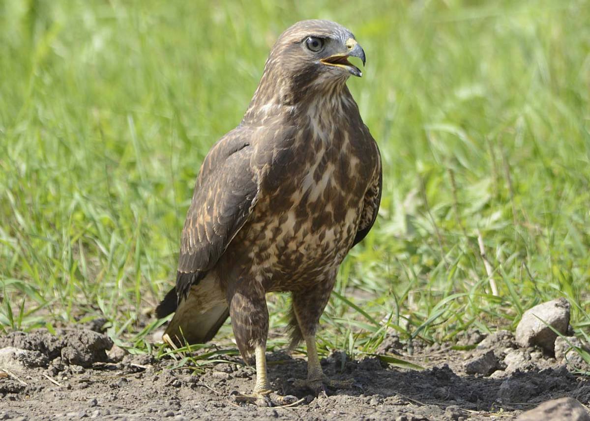 Канюк Сарыч обыкновенный