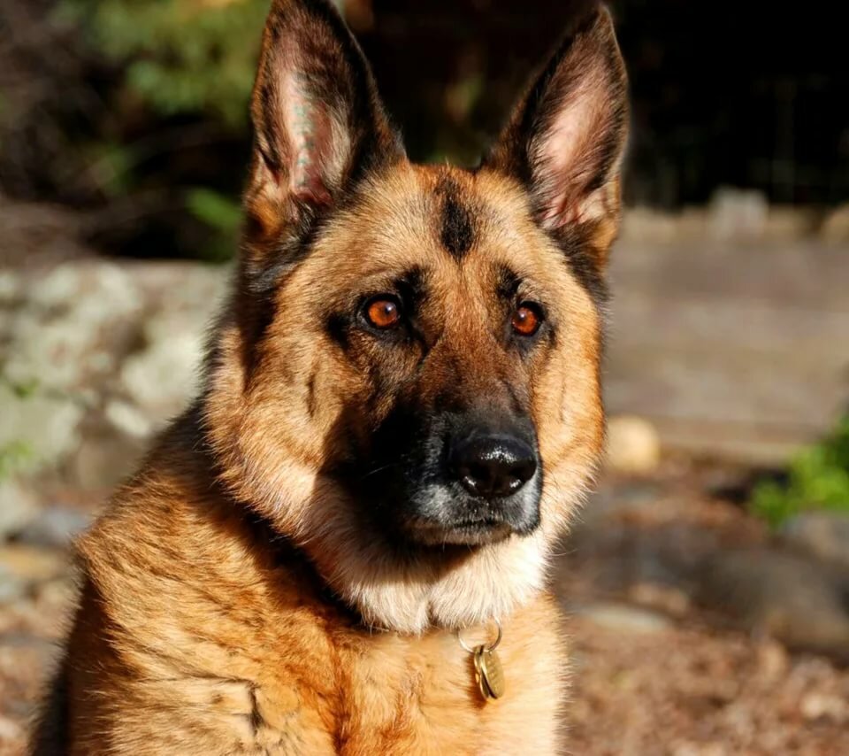 Порода собак Граф Шутц Хунд