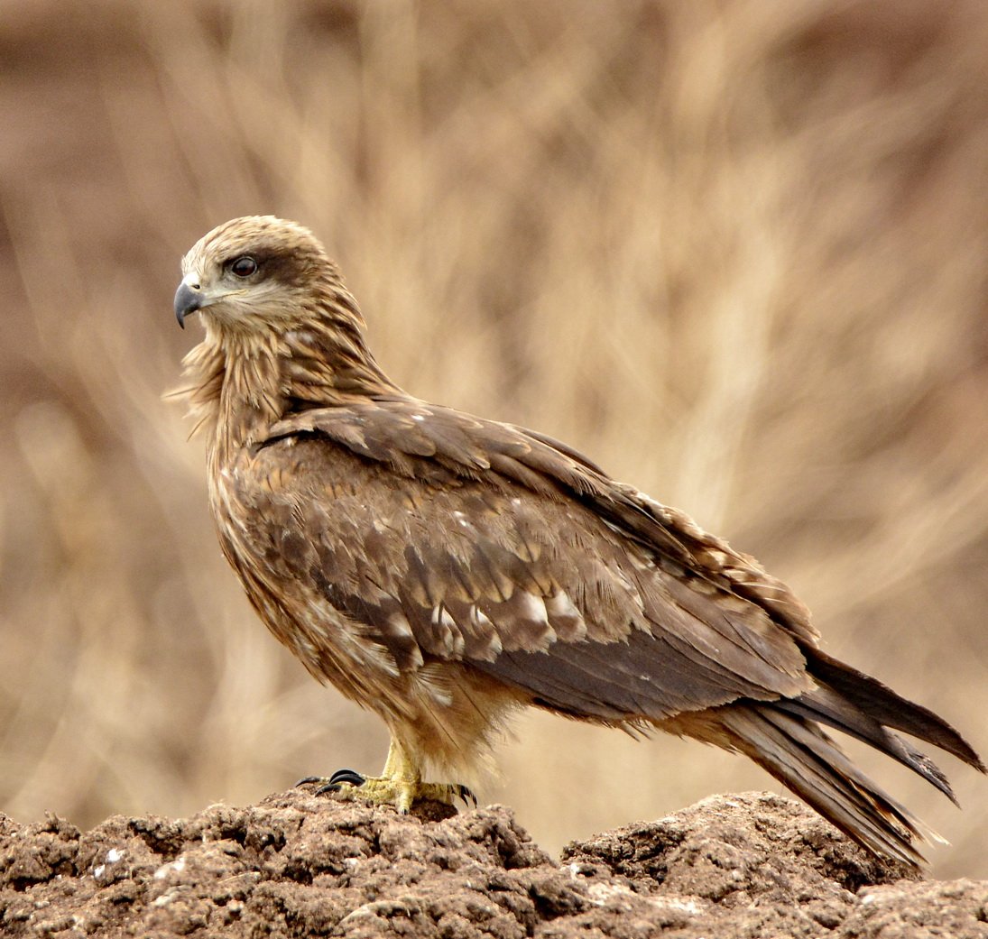 Черный Коршун Milvus Migrans