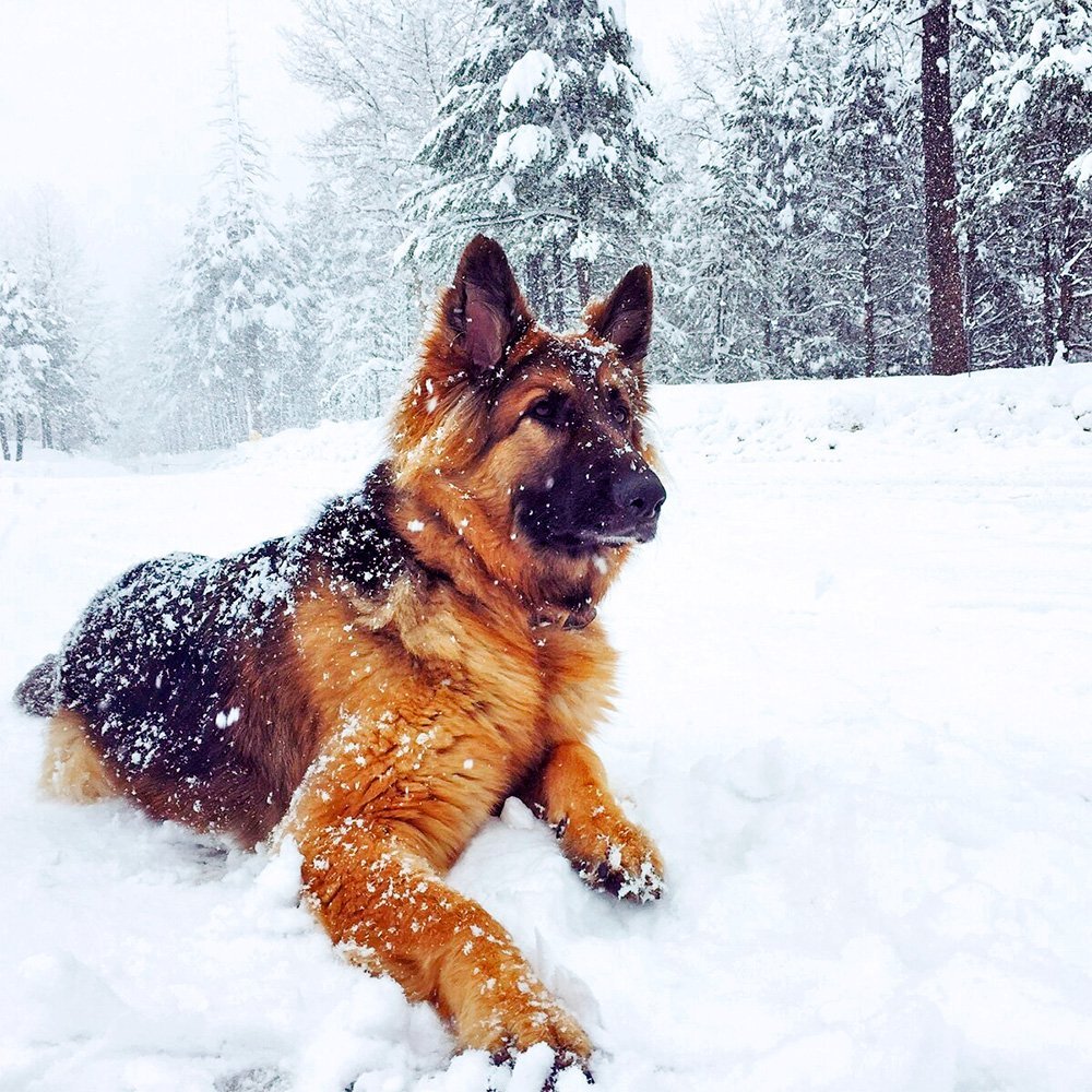 Рекс Рассел терьер