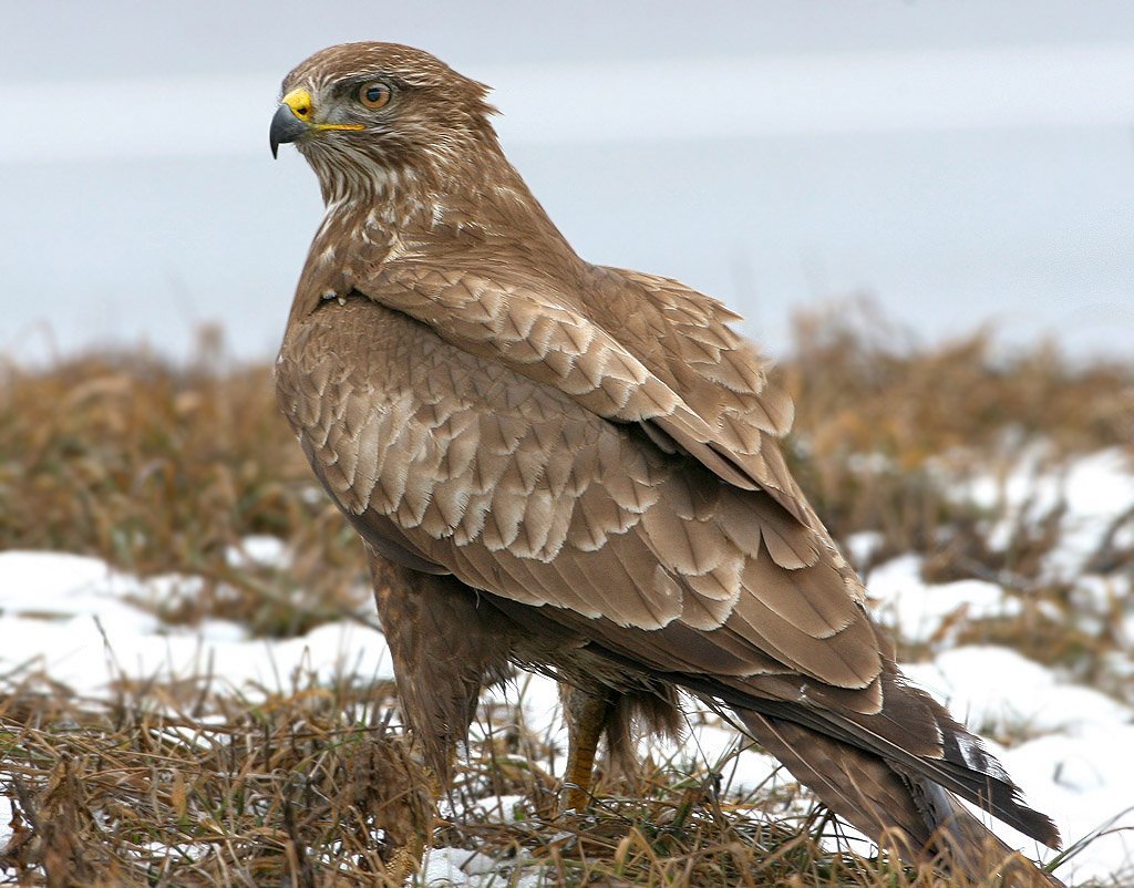 Ястребиный Сарыч