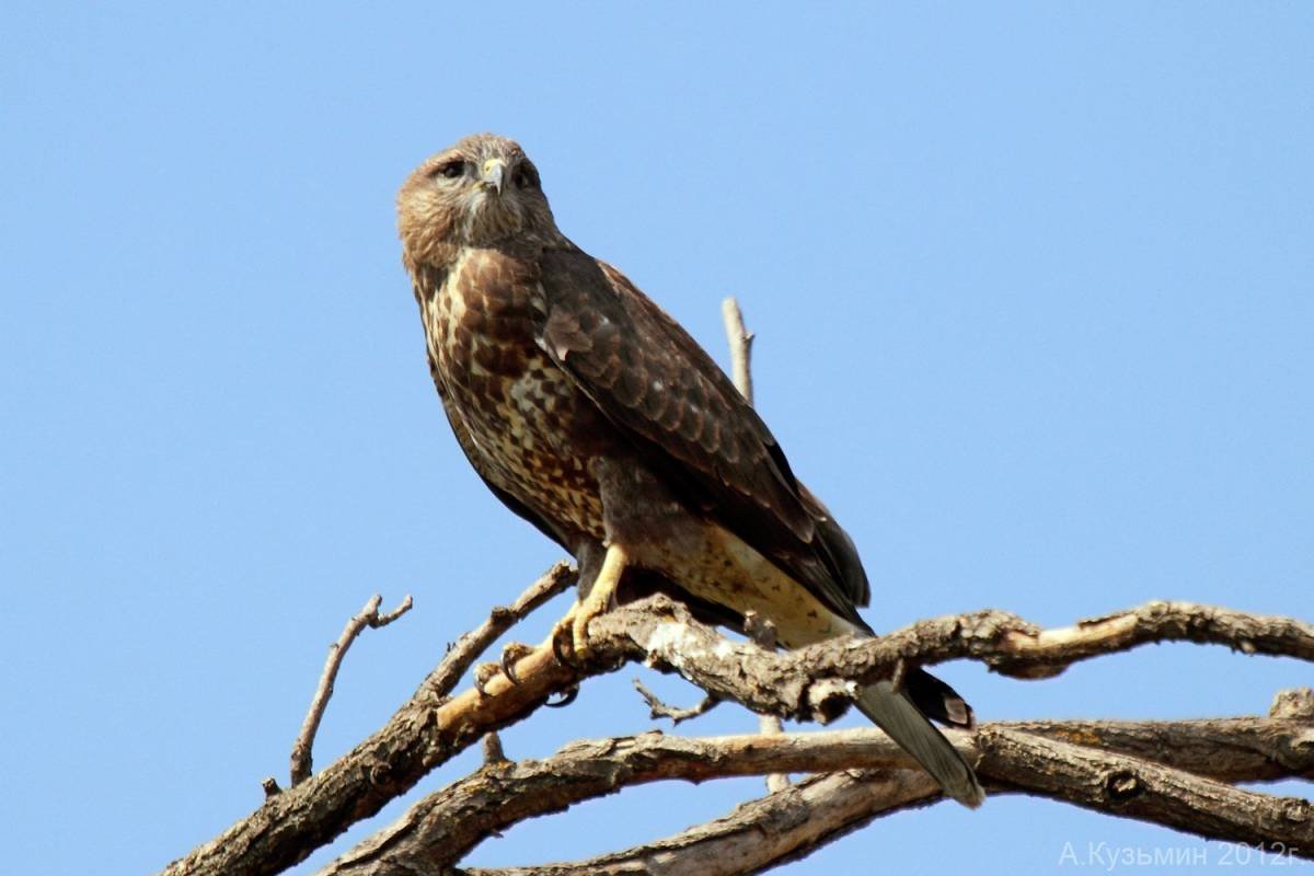 Канюк мышелов птица