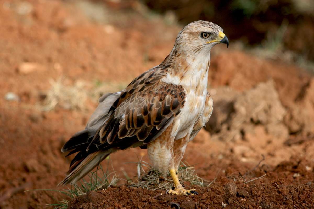 Курганник Степной