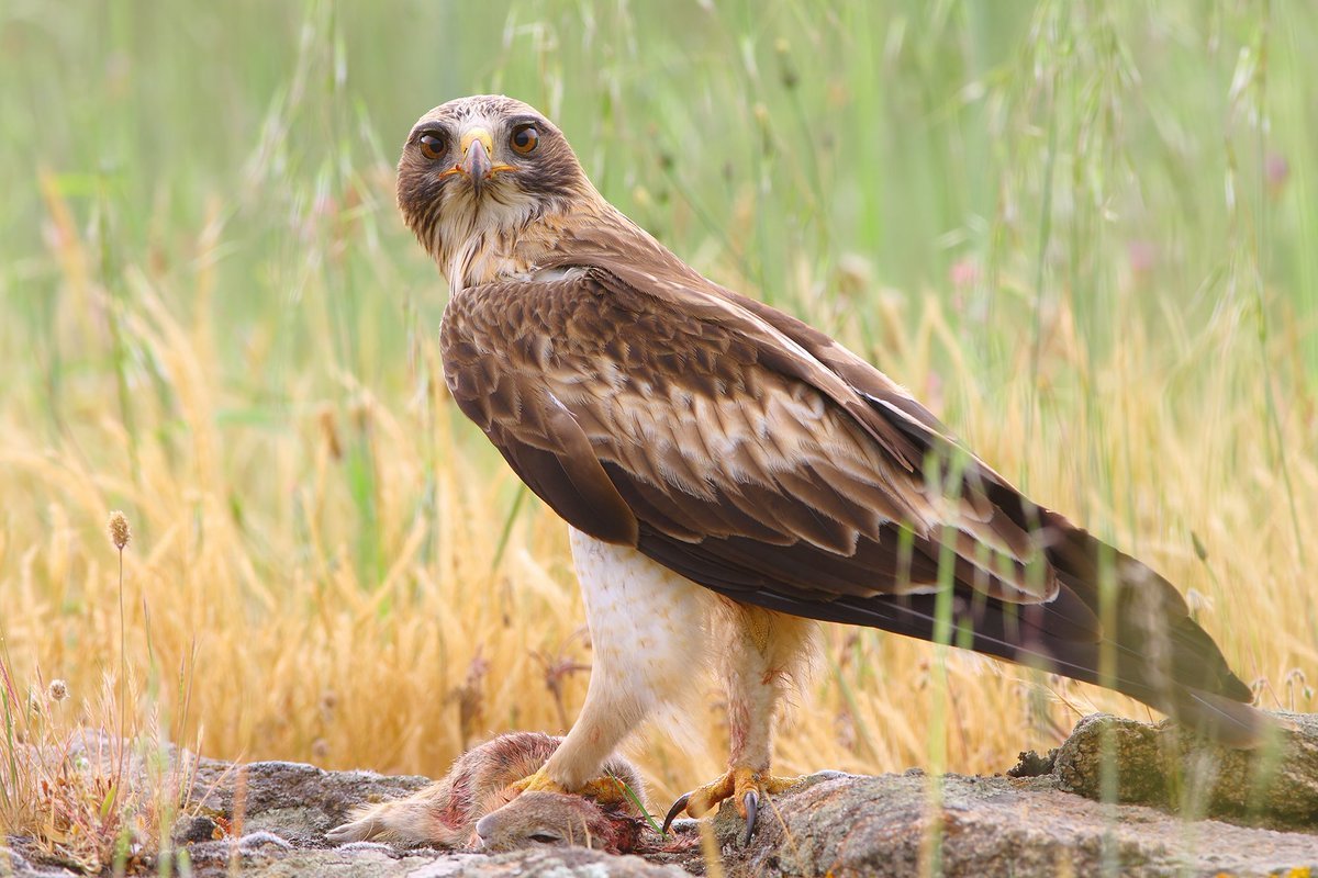 Орёл-карлик (Aquila pennata)