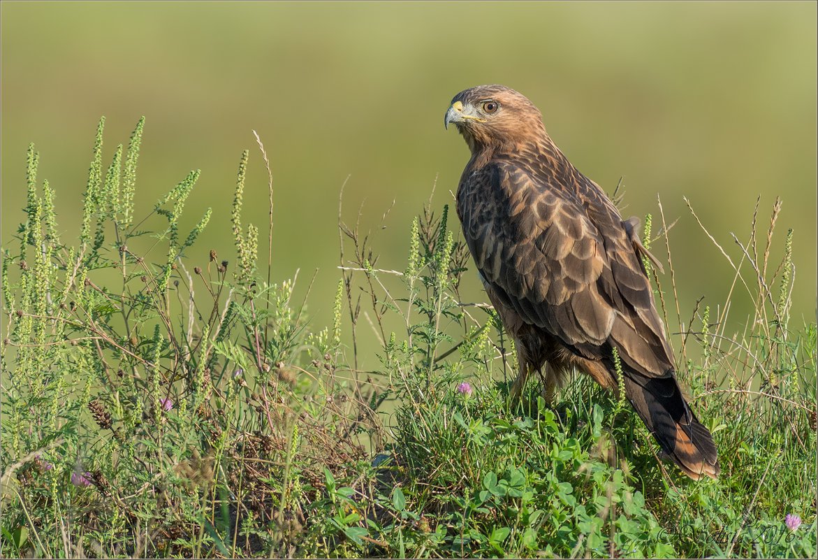 Лунь канюк тетеревятник