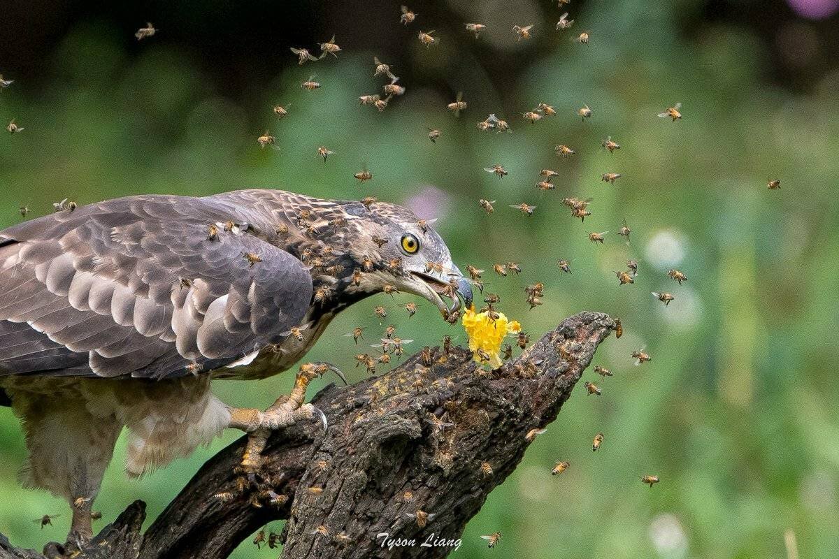 Ястреб осоед