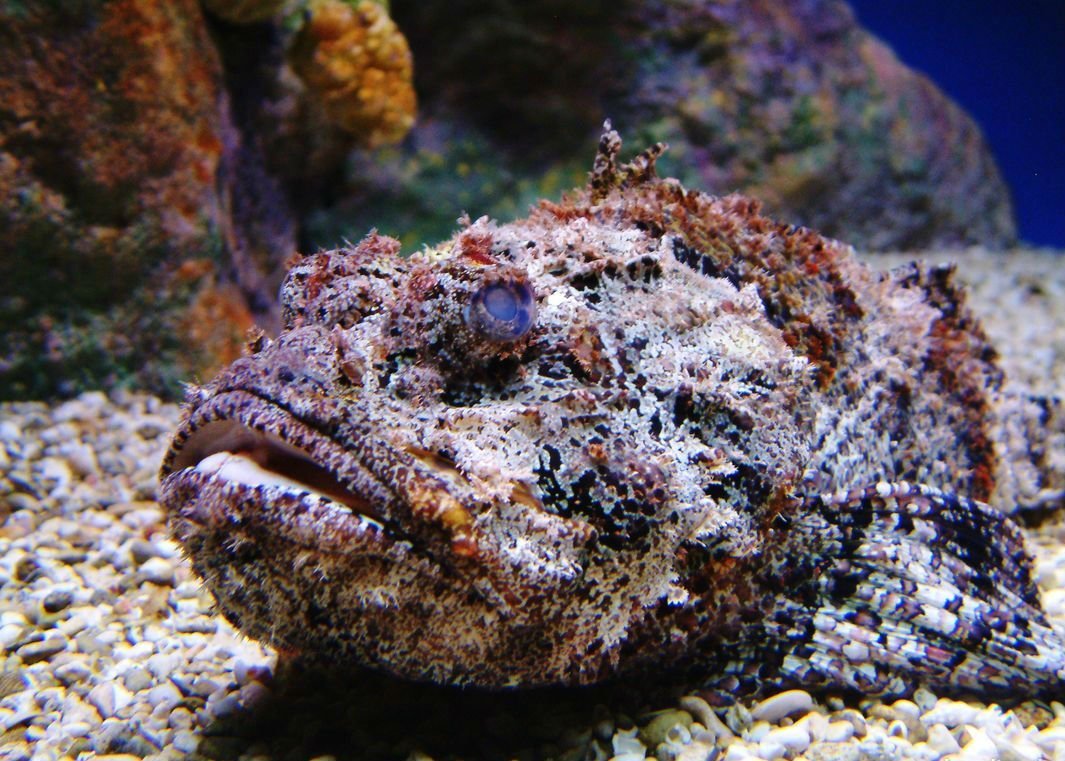 Рыба камень бородавчатка