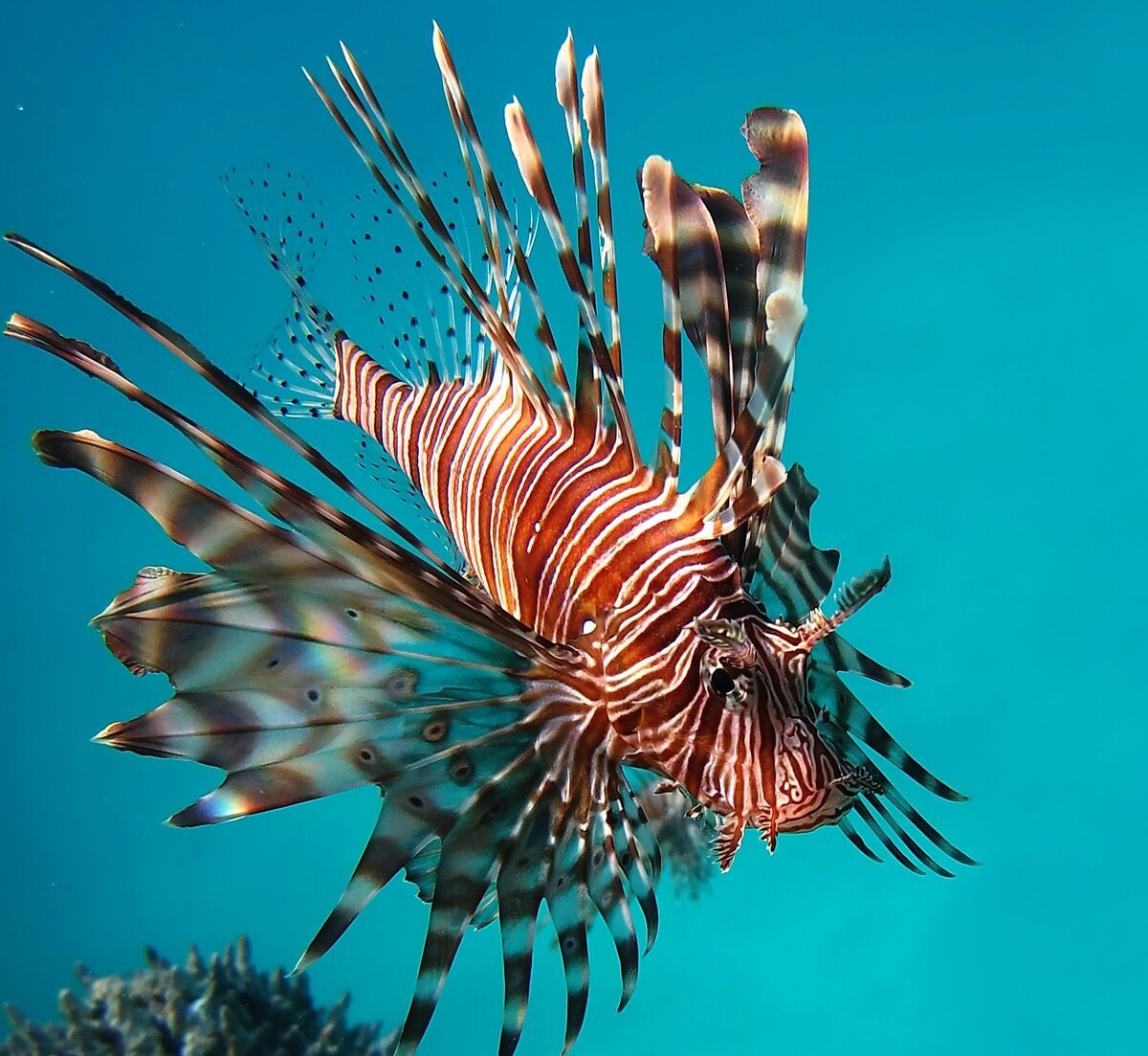 Рыба фугу в индийском океане