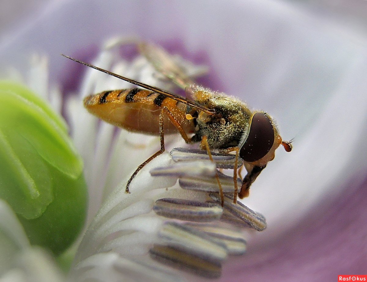 Eristalis Tenax насекомое