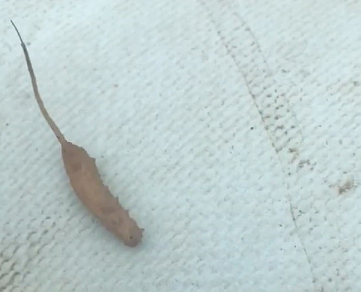 Яблонная Муха личинка Larva