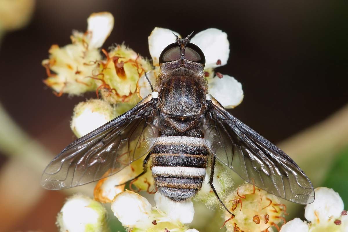 Eristalis Tenax