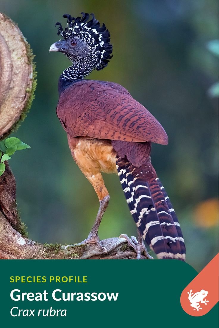 Болотный Кракс