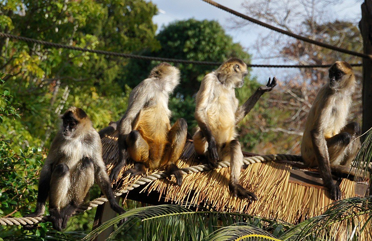 Обезьяны в Мексике