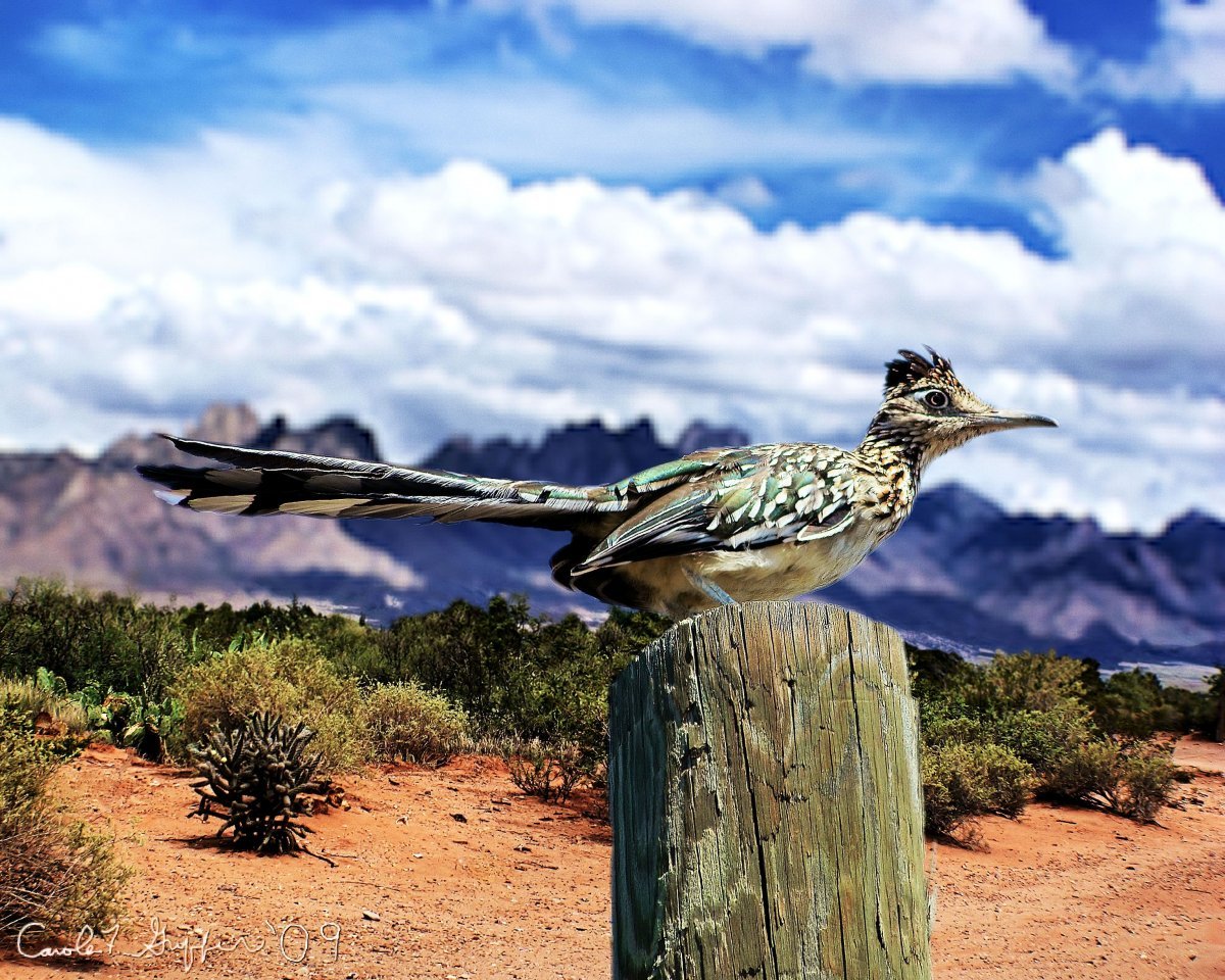 Нью Мексико птица