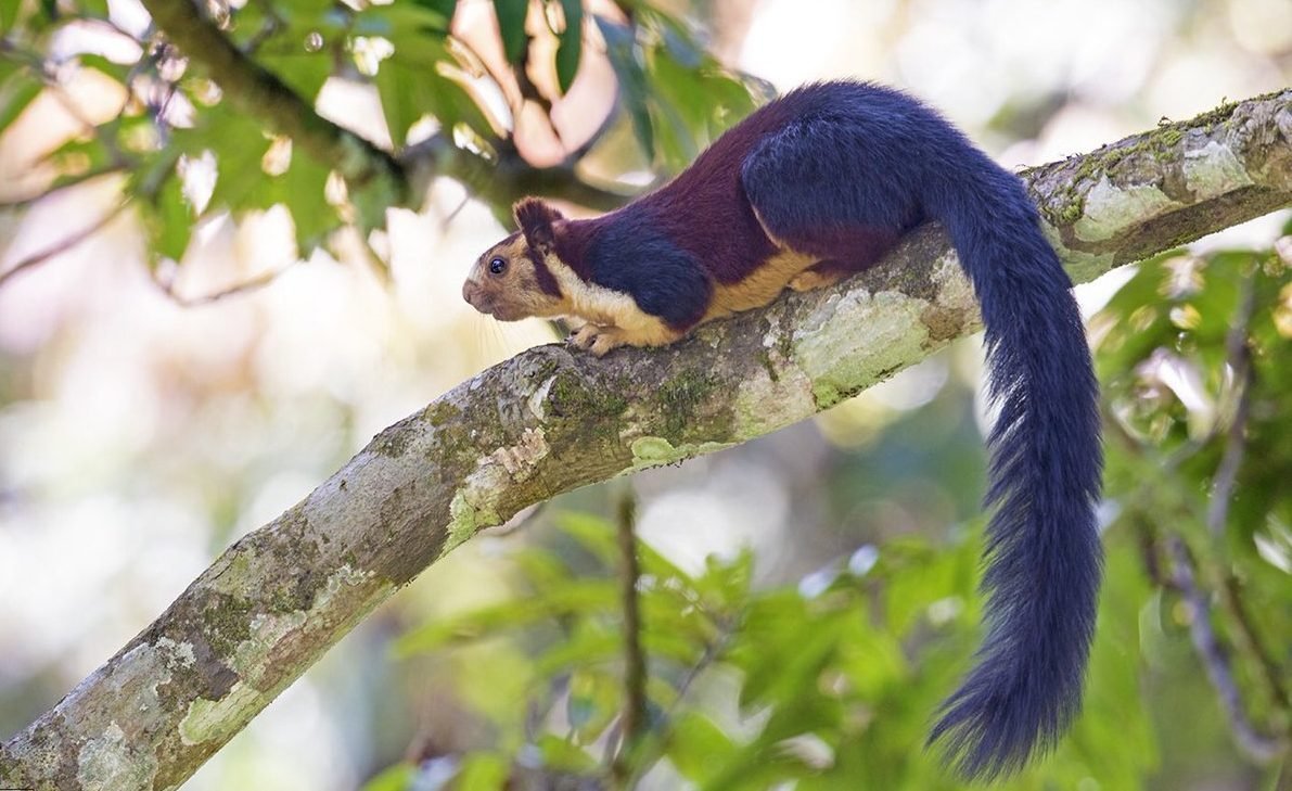 Ратуфа большехвостая