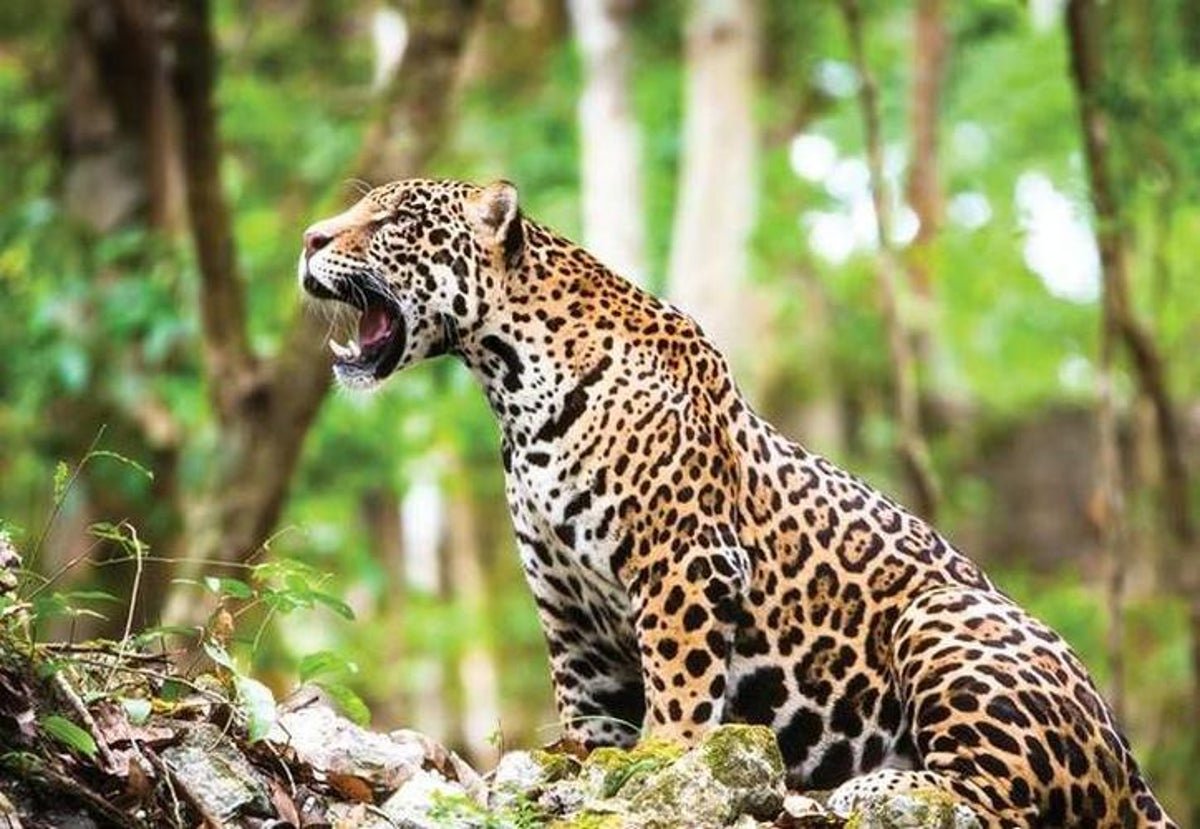 Ягуар животное